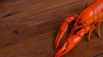 You Are Sad And Worthless According To Drunk Crawfish